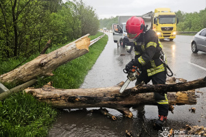 Негода в Україні: у трьох областях повалені дерева перекрили автошляхи