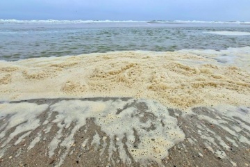 Environmentalist: Oil pollution kills dozens of tons of jellyfish in Tuzly Estuaries