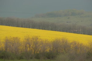 «Зеленка»: вона рятує бійців, а хто врятує її?