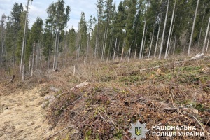 У карпатських лісах знищили дерев на ₴112 мільйонів, двом посадовцям повідомили про підозру - поліція