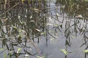 На Житомирщині виявили масову загибель риби в річці Ірша