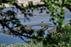 Forest growing on site of Kakhovka Reservoir protected under Bern Convention, scientist says
