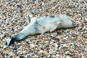 In Odesa region, sea washes another 15 dead cetaceans ashore at national park
