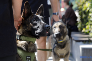 У Києві вперше провели військовий K9-забіг із службовими собаками - встановлений  рекорд України