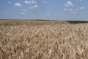 Światowe ceny pszenicy wzrosły w związku z eskalacją wojny Rosji z Ukrainą