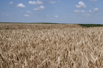 Światowe ceny pszenicy wzrosły w związku z eskalacją wojny Rosji z Ukrainą