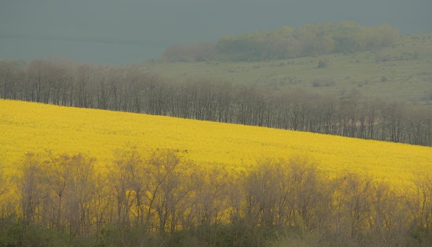 «Зеленка»: вона рятує бійців, а хто врятує її?