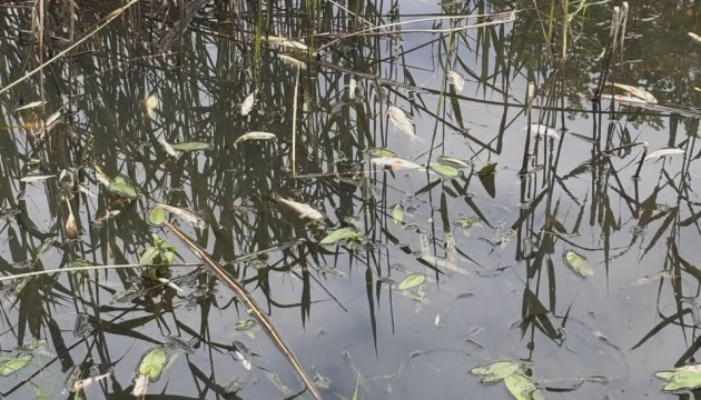На Житомирщині виявили масову загибель риби в річці Ірша