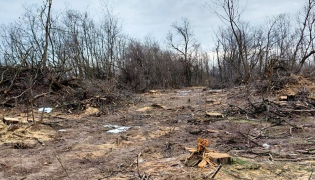 На Дніпропетровщині викрили «чорних лісорубів», які завдали майже ₴14 мільйонів збитків