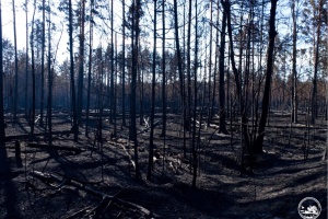 Tous les foyers d'incendie après la chute des drones russes ont été maîtrisés dans la zone de Tchornobyl