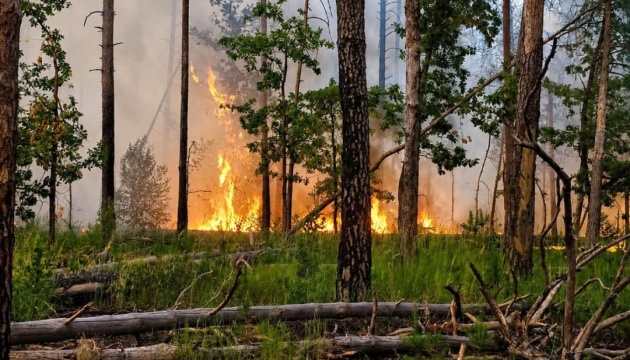 Боролися з вогнем чотири дні: на Житомирщині загасили лісову пожежу