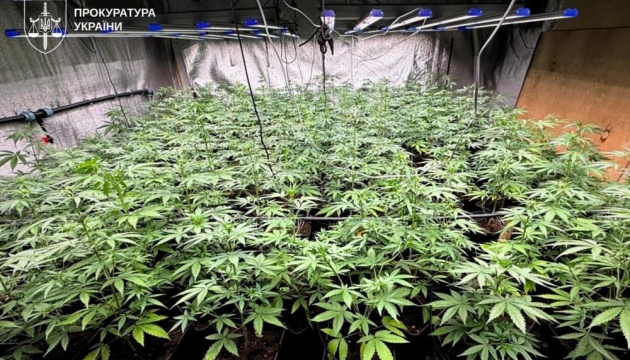 В Україні ліквідували 12 нарколабораторій та оголосили 74 підозри за незаконні посіви канабісу