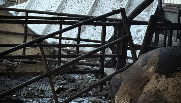 Russians attack farm in Sumy region with drones; cows killed