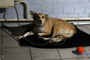 Les refuges sont saturés depuis déjà 10 000 chiens