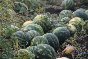 Les agriculteurs de la région de Kherson ont déjà récolté 3 000 tonnes de pastèques