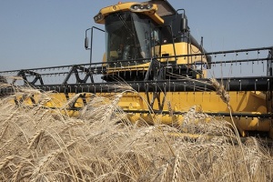 Ucrania cosecha alrededor de 31 millones de toneladas de cereales de la nueva temporada