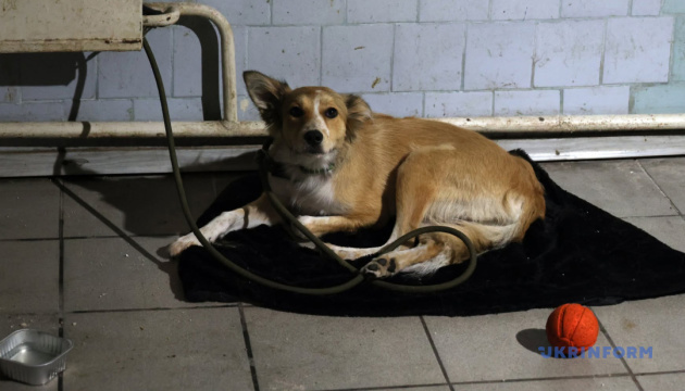 Les refuges sont saturés depuis déjà 10 000 chiens