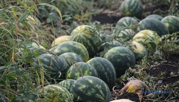 Les agriculteurs de la région de Kherson ont déjà récolté 3 000 tonnes de pastèques