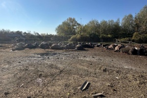 Війська РФ ударили по фермі на Харківщині - загинули понад 30 корів