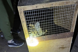 У Миколаєві знайшли тигреня, яке втекло із зоопарку